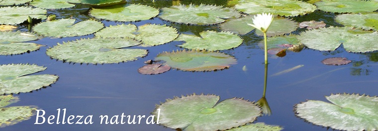 IGUANA VERDE - PORTAL DE ARMERIA